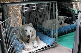 Pet Relocation Service